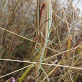 Mating couple. The female has eaten the male's upper body.