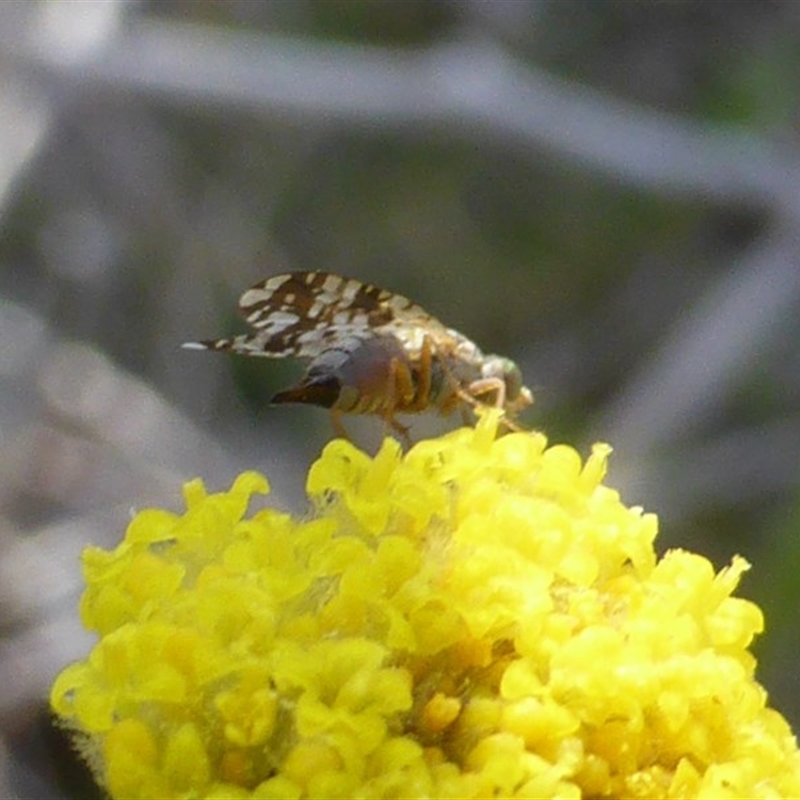 Tephritidae sp. (family)