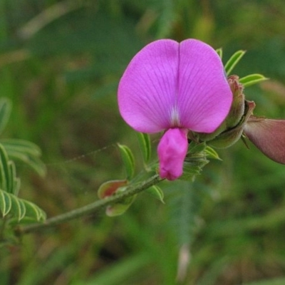 Tephrosia grandiflora