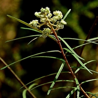 Astrotricha asperifolia subsp. Toolangi (N.G. Walsh 2177)