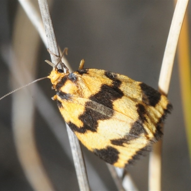 Termessa sp nr xanthomelas