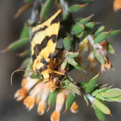 Termessa sp nr xanthomelas