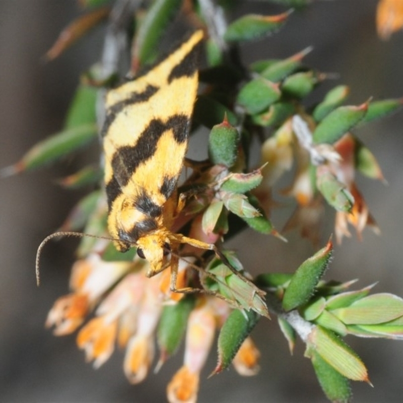 Termessa sp nr xanthomelas