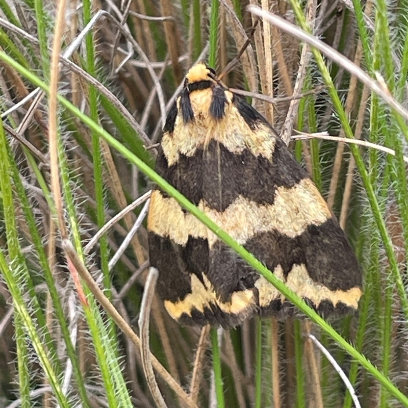 Termessa xanthomelas