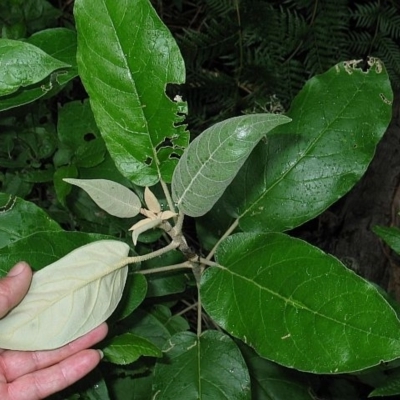 Astrotricha latifolia