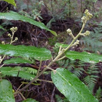 Astrotricha latifolia