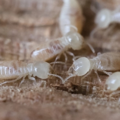 Termitoidae (informal group)