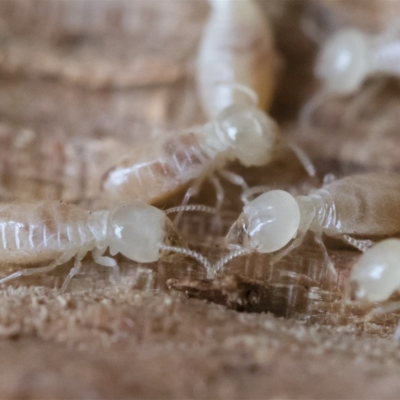 Termitoidae (informal group)