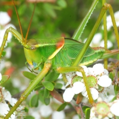 Terpandrus horridus