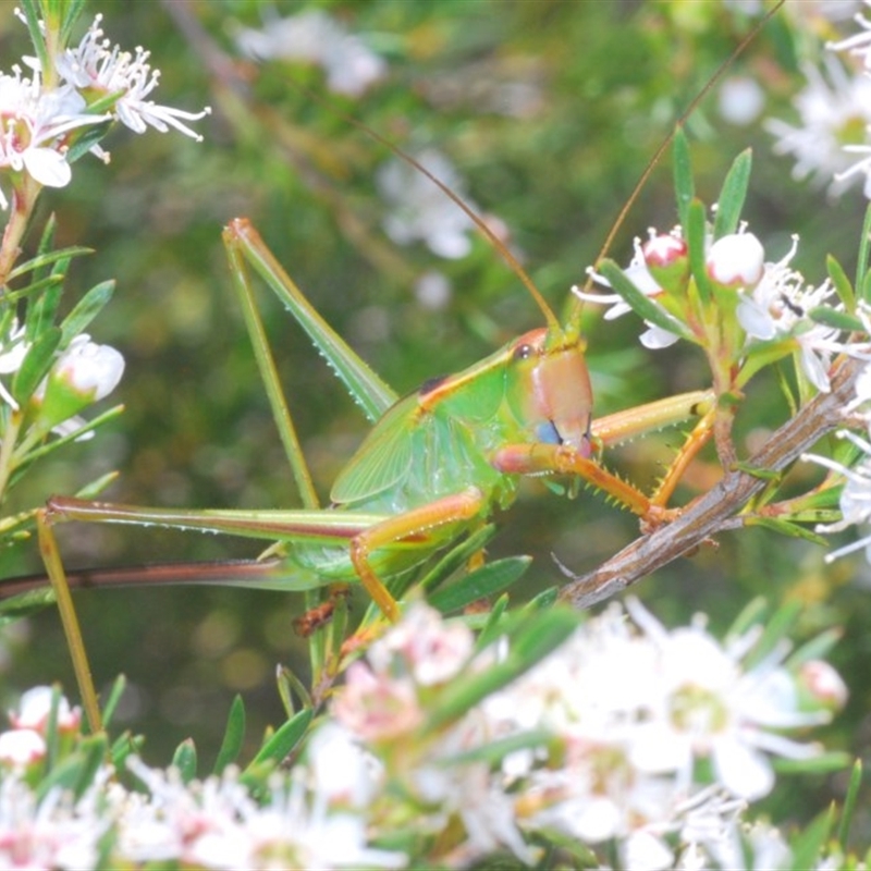 Terpandrus horridus