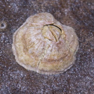 Tesseropora rosea