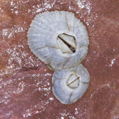 Tetraclitella purpurascens