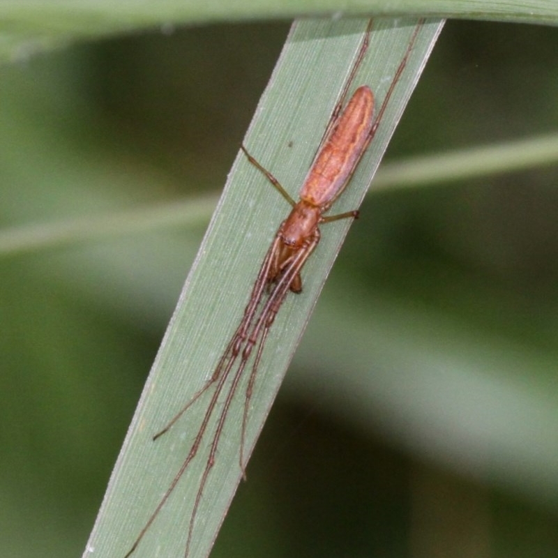 Tetragnatha sp. (genus)