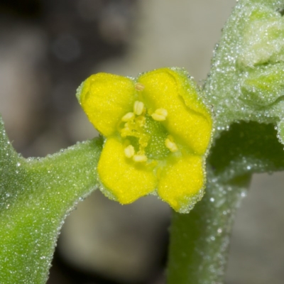 Tetragonia tetragonoides