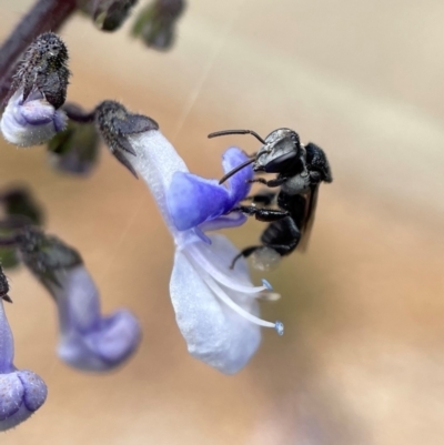 Tetragonula carbonaria