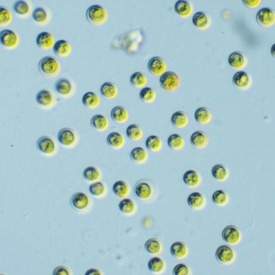 Tetraspora gelatinosum