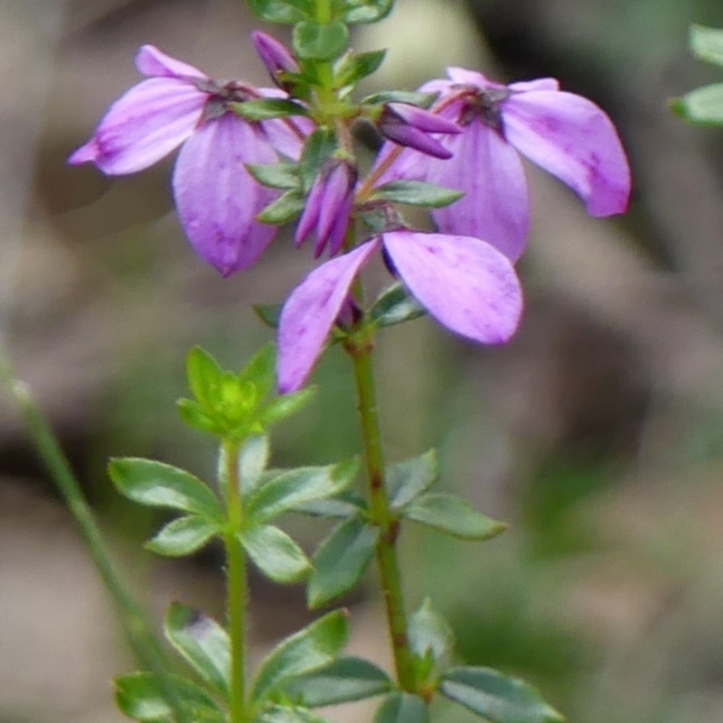 Tetratheca ciliata