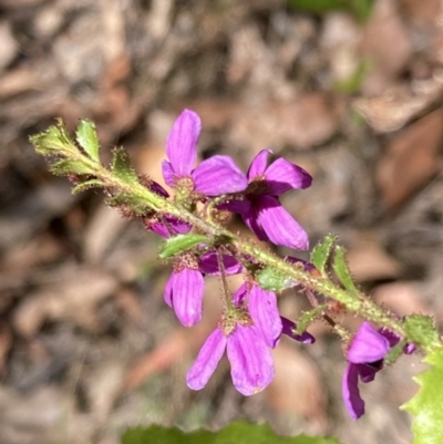 Tetratheca labillardierei