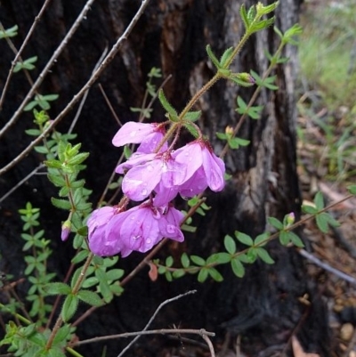 Tetratheca thymifolia