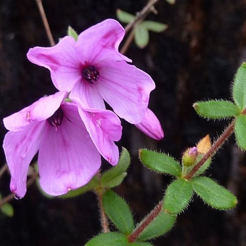 Tetratheca thymifolia