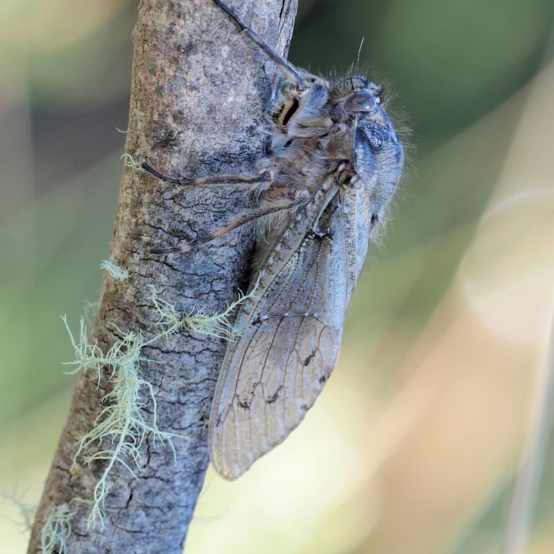 Tettigarcta crinita