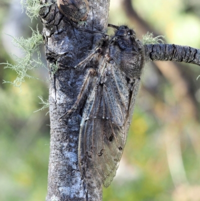 Tettigarcta crinita