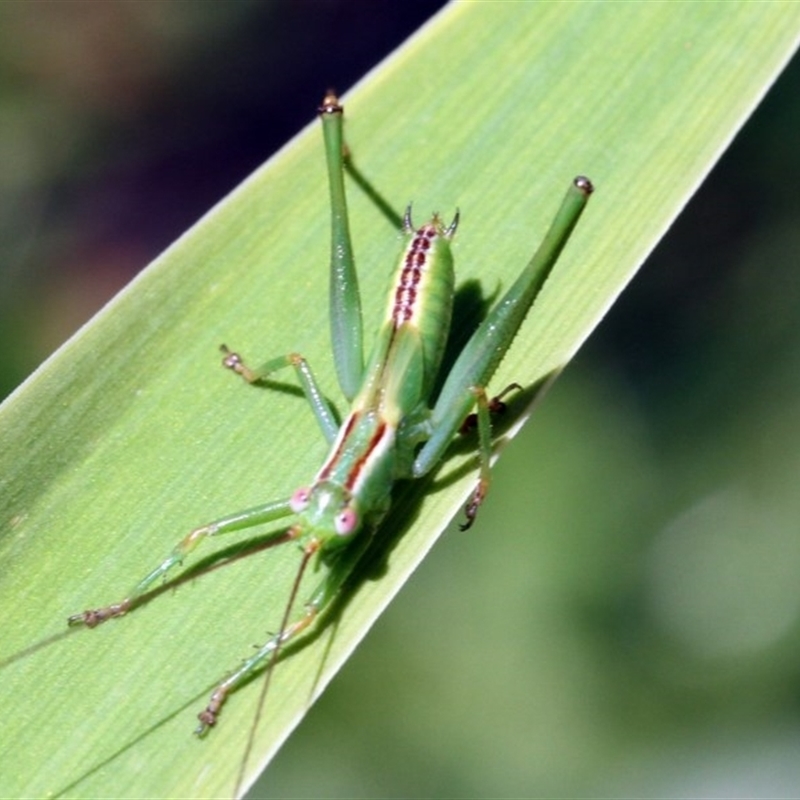 Tettigoniidae (family)