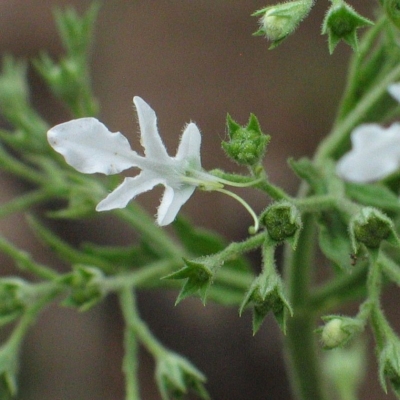 Teucrium corymbosum