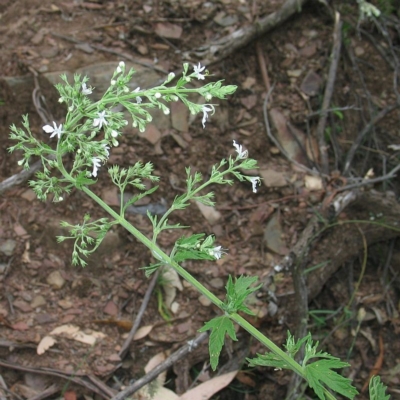 Teucrium corymbosum