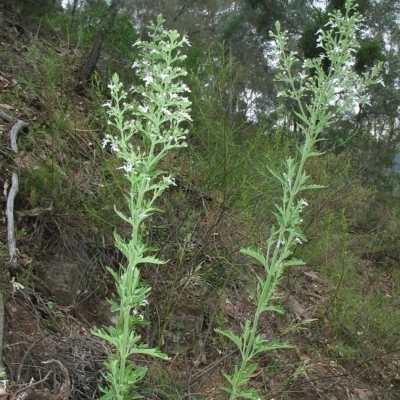 Teucrium corymbosum