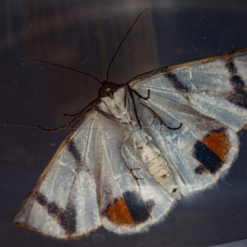 Underwing