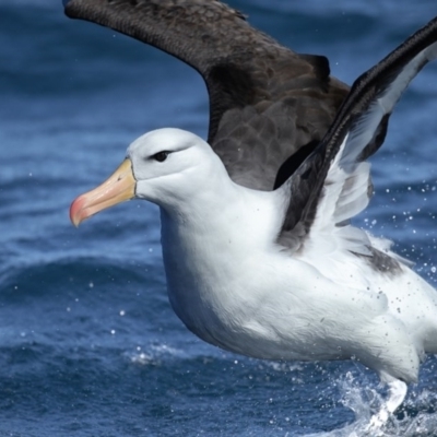 Thalassarche melanophris