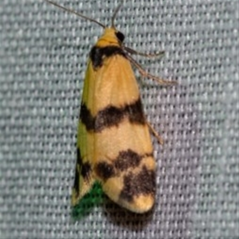 Thallarcha chrysochares