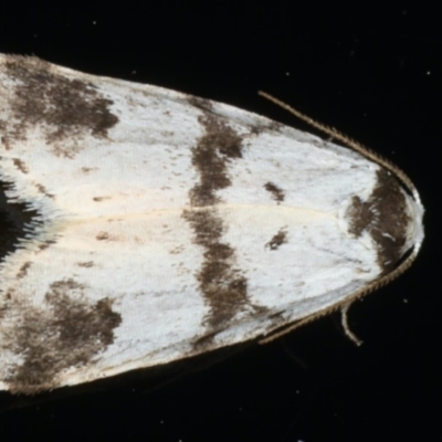 Thallarcha sparsana