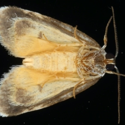 Thallarcha sparsana