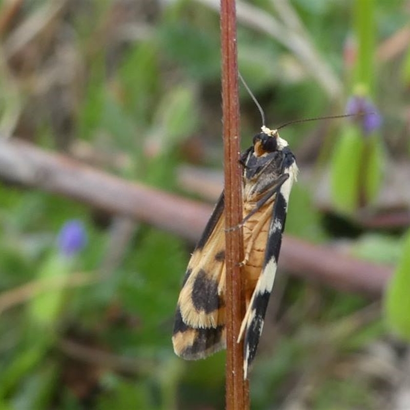 Thallarcha trissomochla