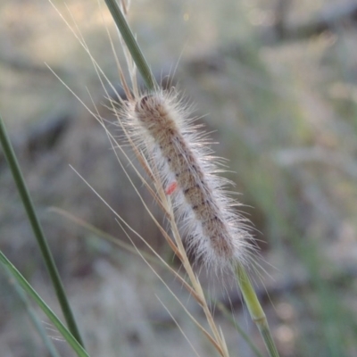 Thaumetopoeinae (subfamily)