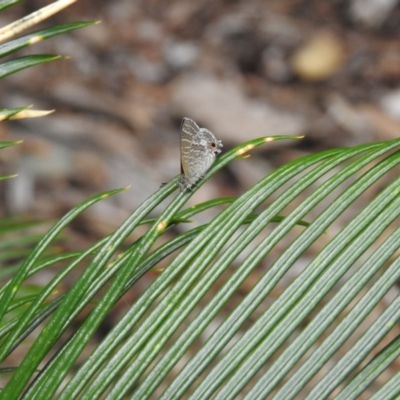 Theclinesthes onycha