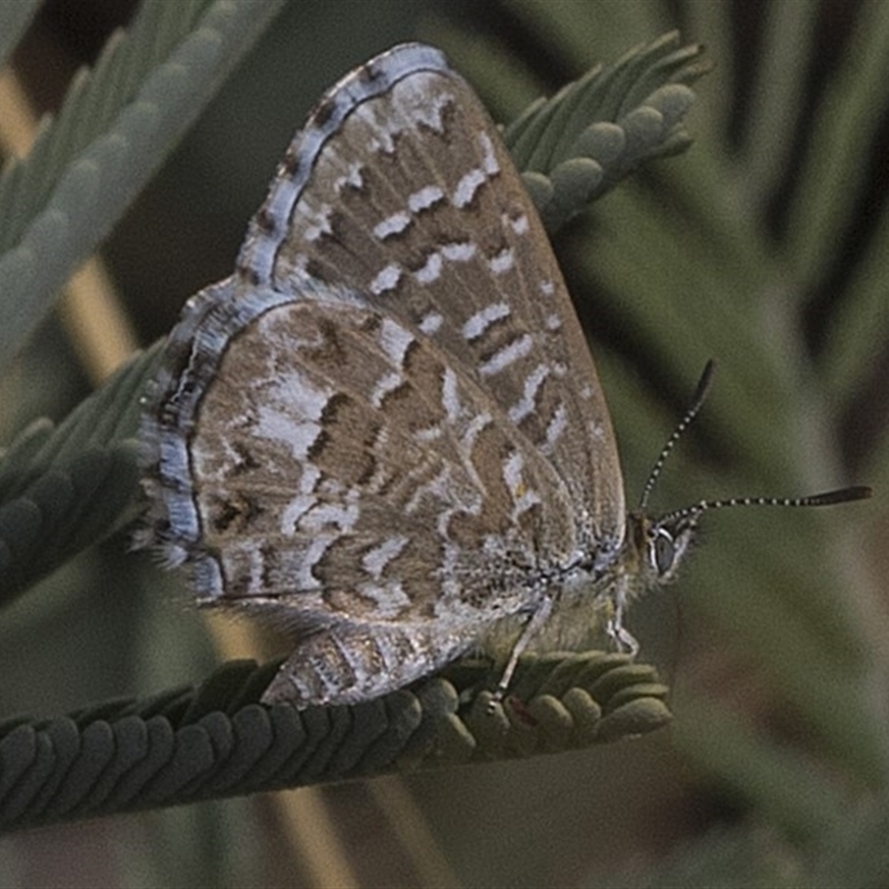 Theclinesthes serpentata