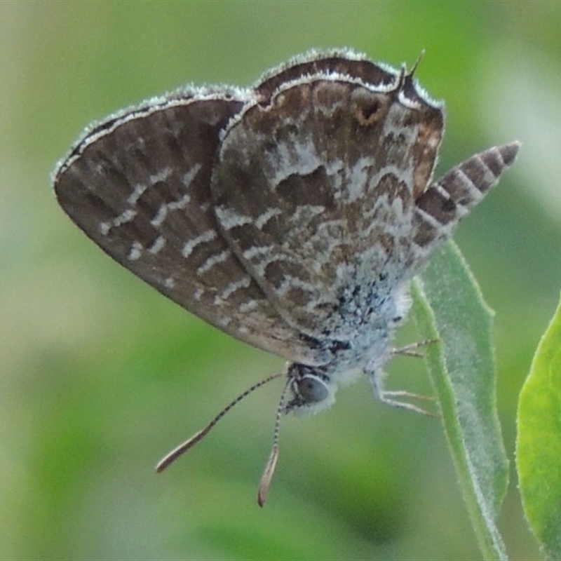 Theclinesthes serpentata