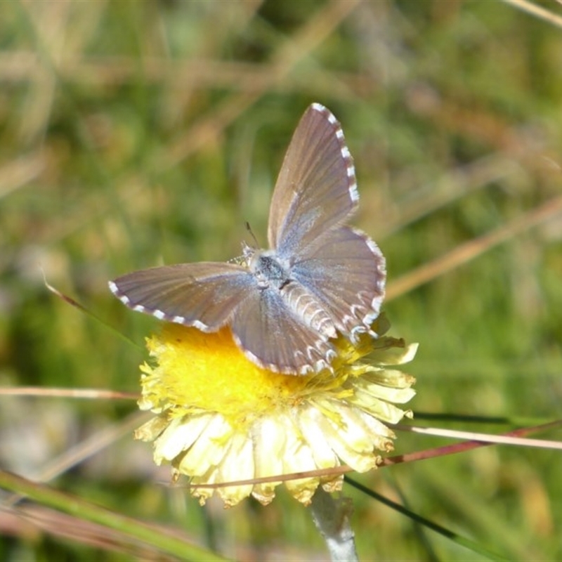 Theclinesthes serpentata