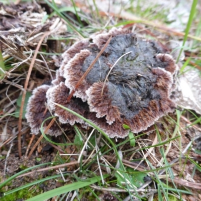 Thelephora terrestris