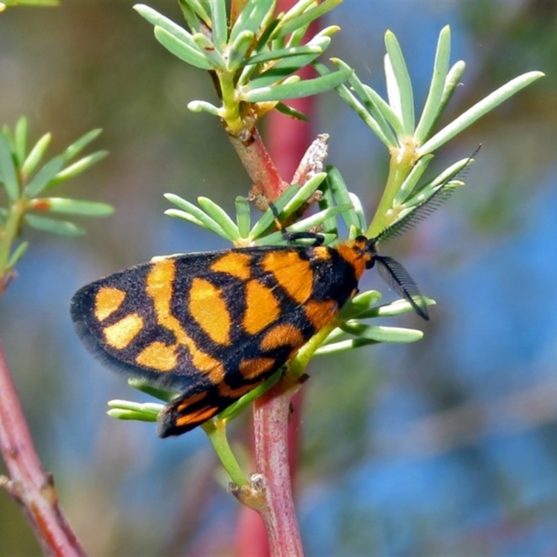 Full hindwing