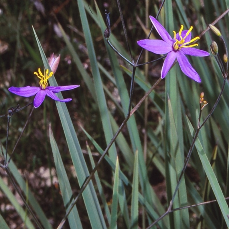 Thelionema caespitosum