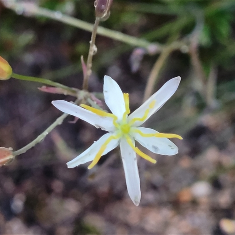 Thelionema umbellatum