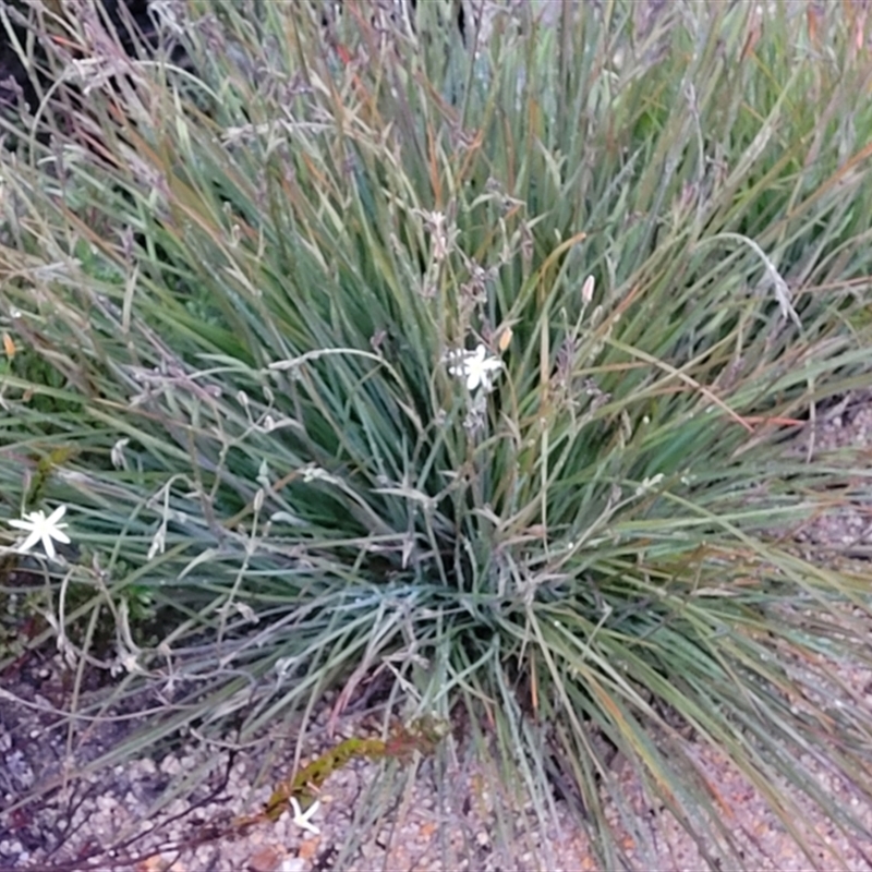 Thelionema umbellatum