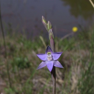 Thelymitra sp. aff. pauciflora