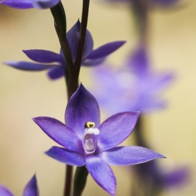 Thelymitra alpina