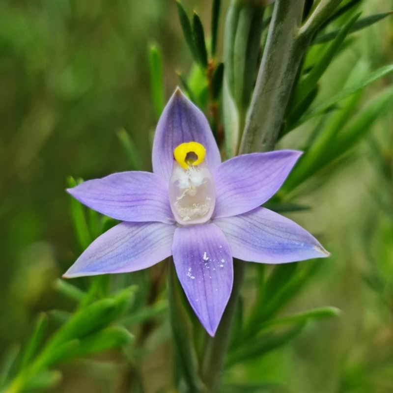 Thelymitra arenaria