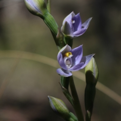 Thelymitra arenaria